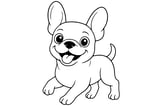 French Bulldog with big ears, wide eyes, a wagging tail, and its tongue sticking out.