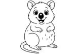 Quokka with rounded ears, a big nose, small paws, and a long tail.